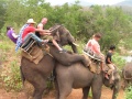 Trained Elephants.jpg